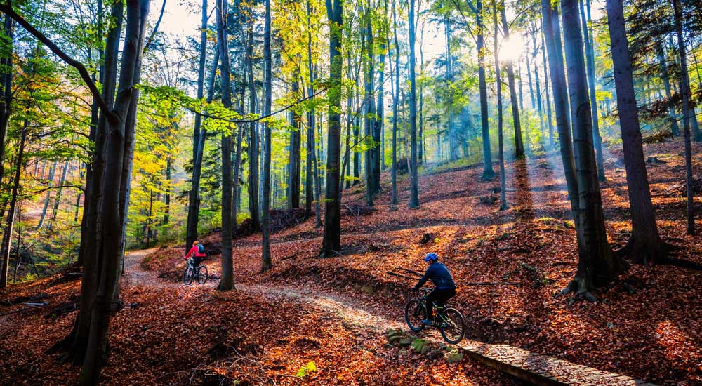 person on bike riding through trees 